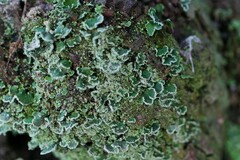 Cladonia humilis