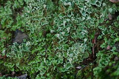 Cladonia humilis