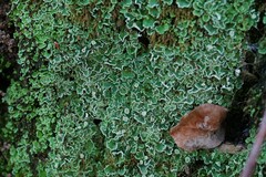 Cladonia humilis