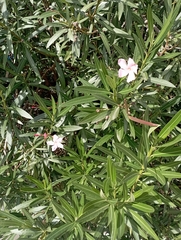Nerium oleander