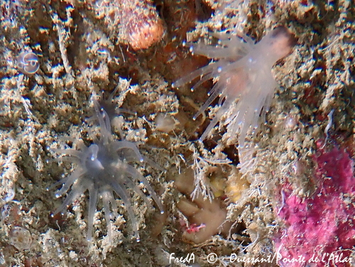 Representative image of Sideractinidae