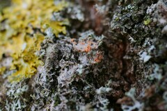 Erythricium aurantiacum