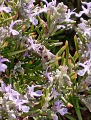 Lamiaceae