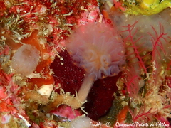 Aplidium punctum
