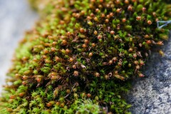 Schistidium crassipilum