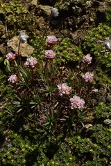 Armeria curvifolia