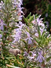 Lamiaceae