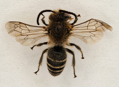 Colletes halophilus