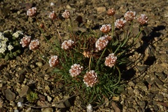 Armeria curvifolia