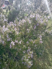 Lamiaceae