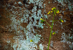 Youngia japonica
