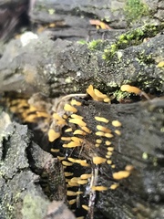 Calocera sinensis