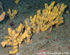 Axinella verrucosa