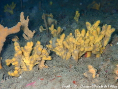 Axinella verrucosa