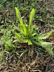 Plantago lanceolata