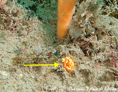 Balanophyllia regia