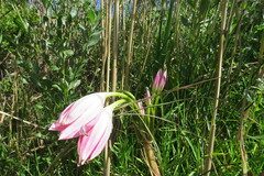 Crinum moorei
