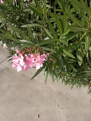 Nerium oleander