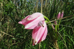 Crinum moorei