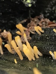 Calocera sinensis