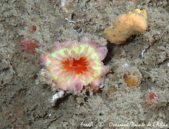 Caryophyllia smithii