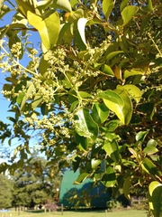 Ligustrum lucidum