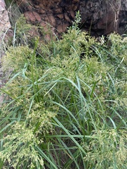 Cyperus leptocladus