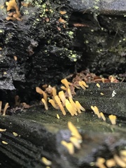 Calocera sinensis