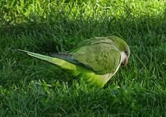 Myiopsitta monachus