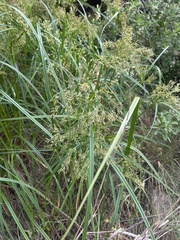 Cyperus leptocladus
