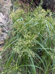 Cyperus leptocladus