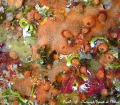 Clathria strepsitoxa