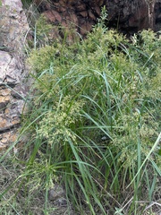 Cyperus leptocladus