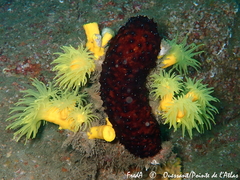 Dendrophyllia cornigera