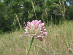 Allium lineare