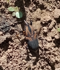 Metamasius sericeus