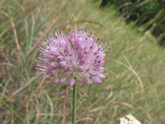 Allium lineare