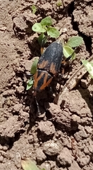 Metamasius sericeus