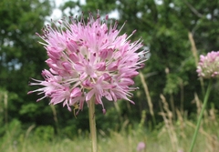 Allium lineare