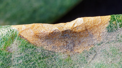 Phyllonorycter harrisella