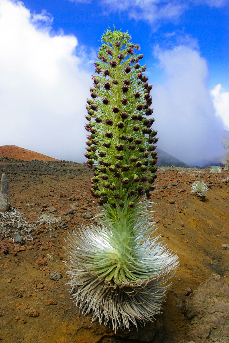 Argyroxiphium sandwicense ssp. macrocephalum