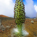Haleakalā Silversword - Photo (c) Conor Dupre-Neary, some rights reserved (CC BY-NC-ND)