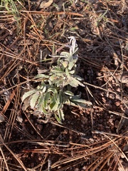 Pseudognaphalium canescens