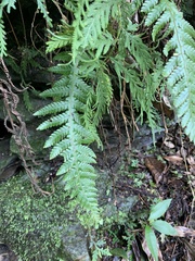 Phegopteris decursive-pinnata