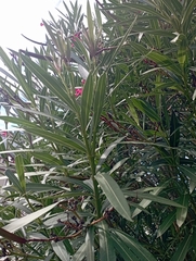 Nerium oleander