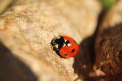 Coccinella septempunctata