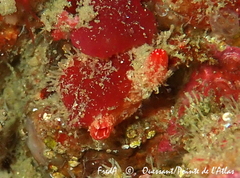 Microcosmus claudicans