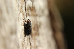 Calliphora