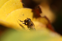 Eristalis tenax