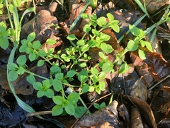 Stellaria media